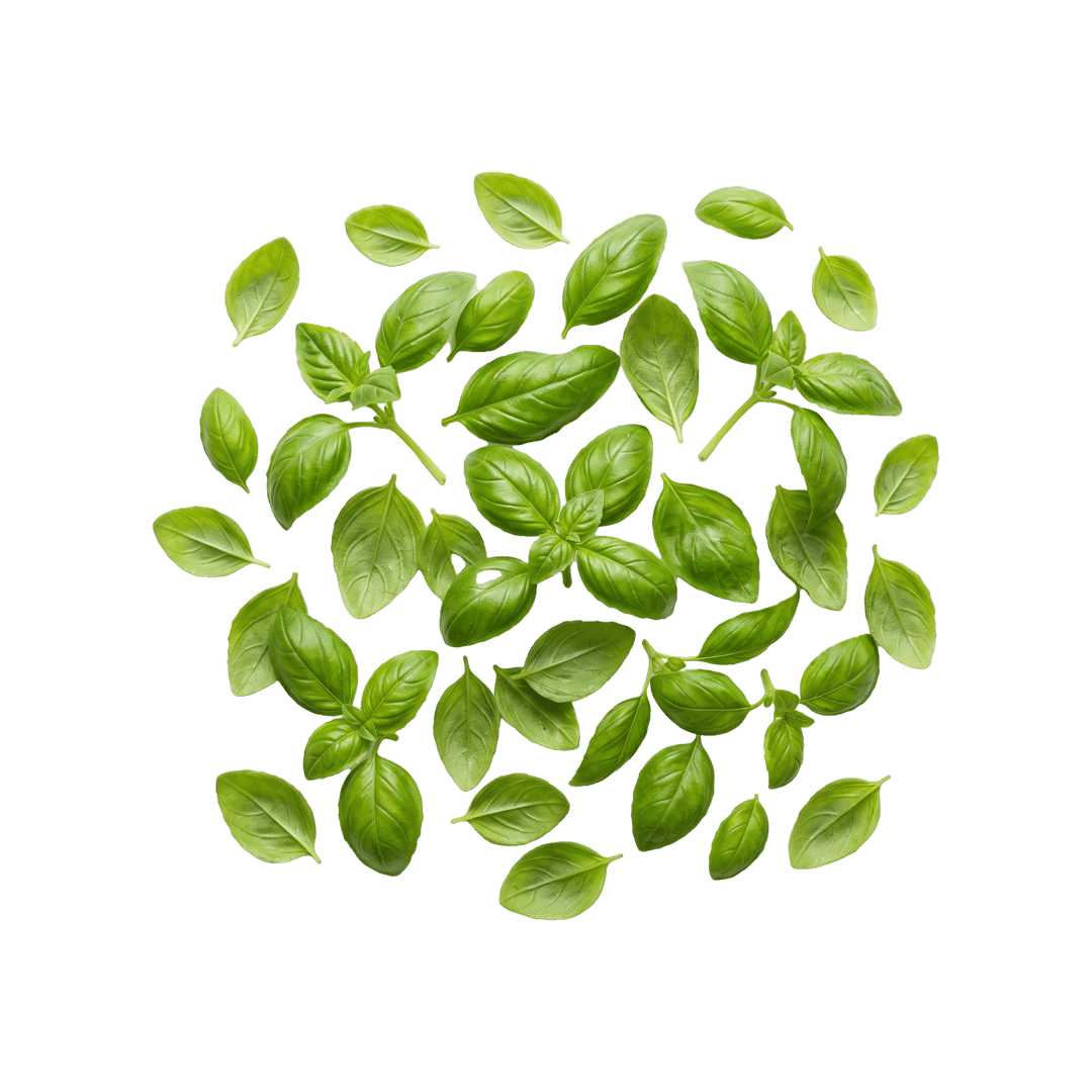 Basil