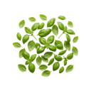 Basil
