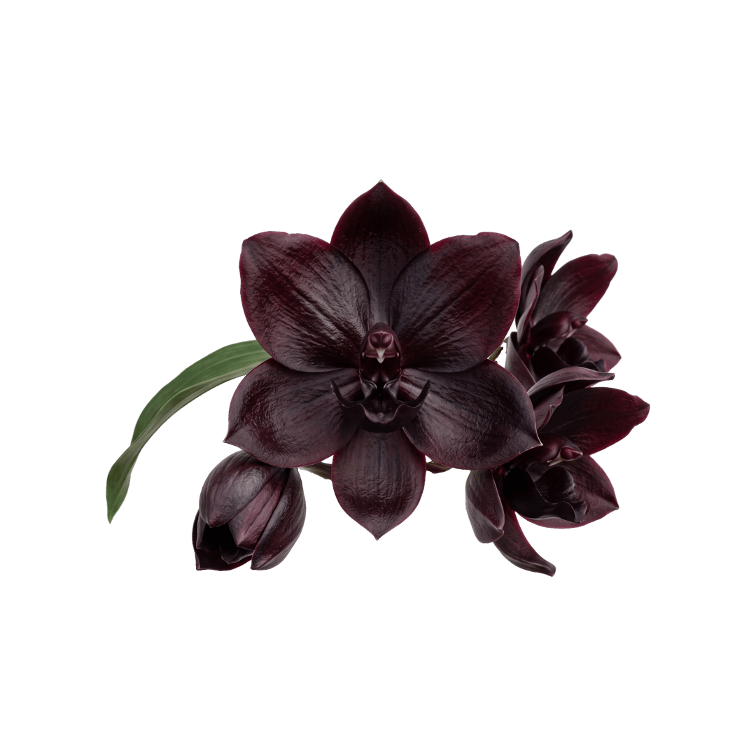 Black Orchid
