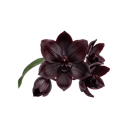 Black Orchid