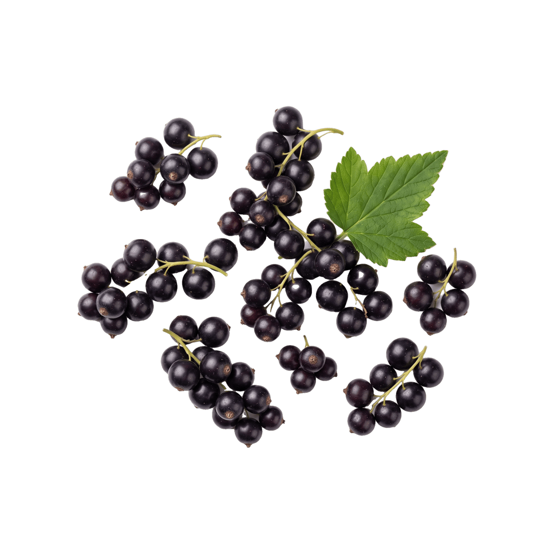 Blackcurrant