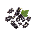Blackcurrant