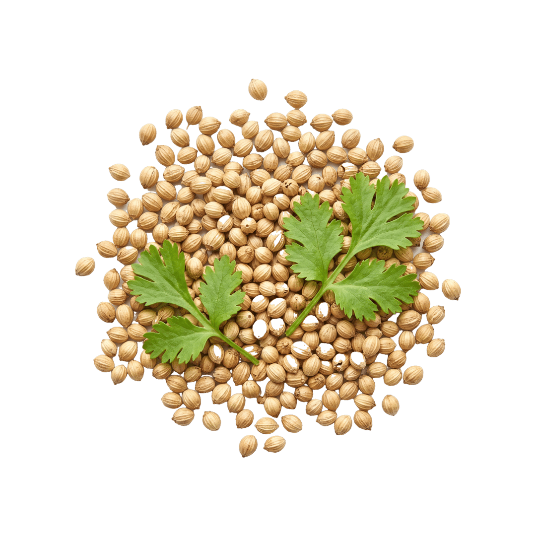 Coriander