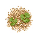 Coriander