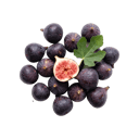 Fig