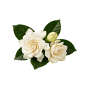 Gardenia