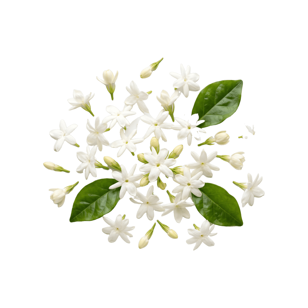 Jasmine