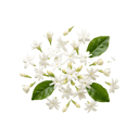 Jasmine