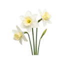 Narcissus