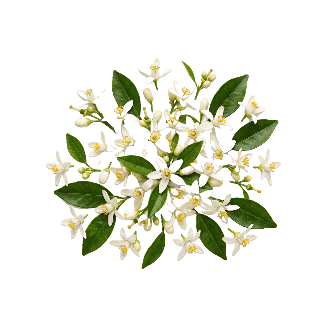 Orange Blossom
