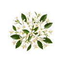 Orange Blossom