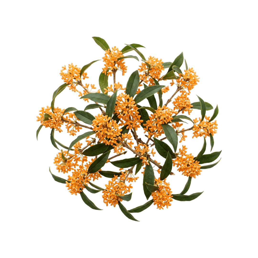Osmanthus