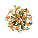 Osmanthus
