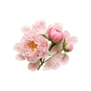 Peony
