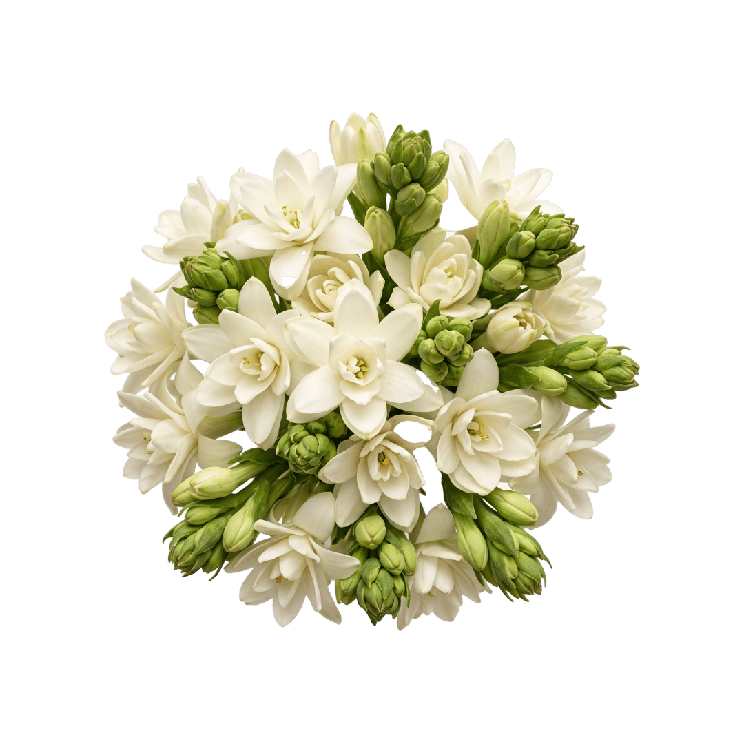 Tuberose
