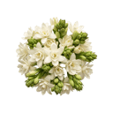 Tuberose