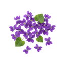 Violet